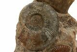 Tall Jurassic Ammonite (Hammatoceras) Display - France #334960-3